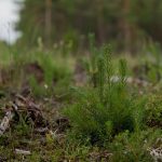 Close-up of a young evergreen plant amidst a forest clearing with natural background.
