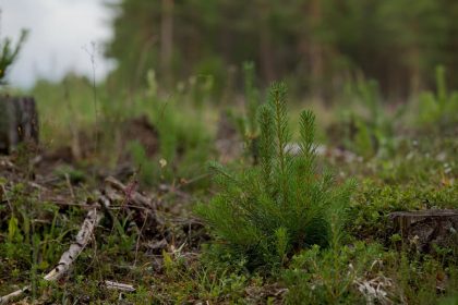 Close-up of a young evergreen plant amidst a forest clearing with natural background.